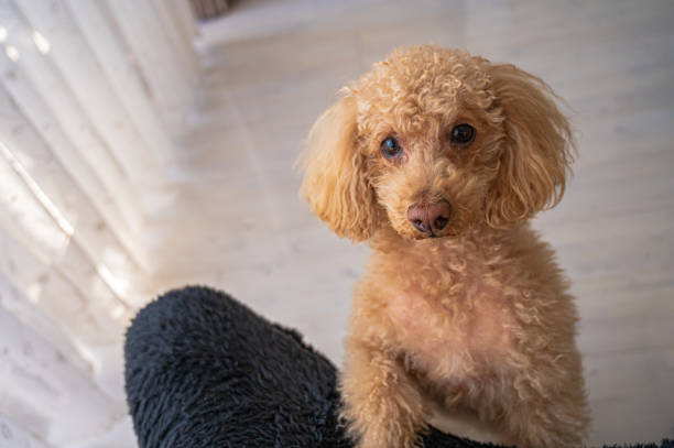 istock toy poodle dog 1478225289