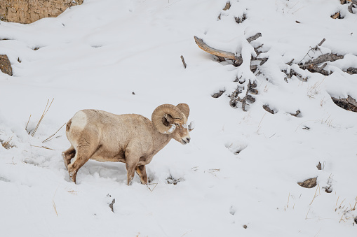 Big Horn ram (sheep) grazing on snow covered cliff side in Yellowstone National Park in northwestern USA of North America.