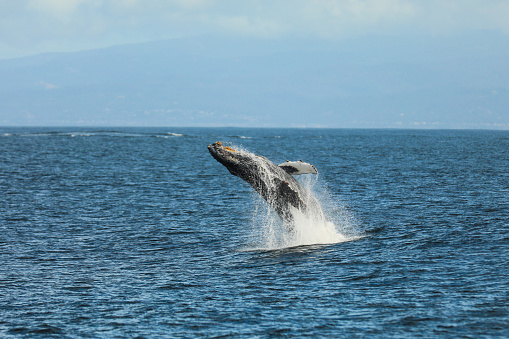 A humpback whale breaching the surface in Monterey Bay, CA.