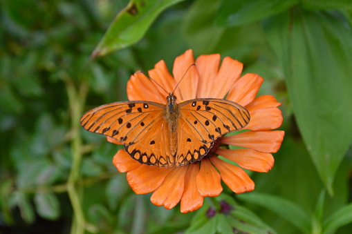 Beautiful butterfly in nature, photo taken in Campo Alegre, Santa Catarina, Brazil.