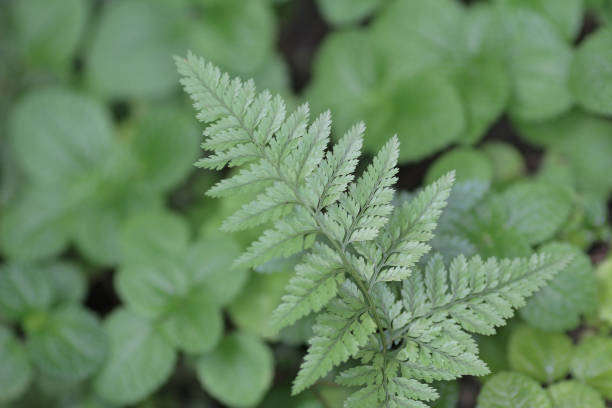 istock a leaf image, the nature concept photo 1478227251