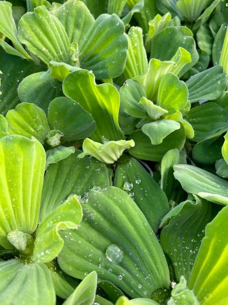 istock Green leaves with water droplets background 1478227445