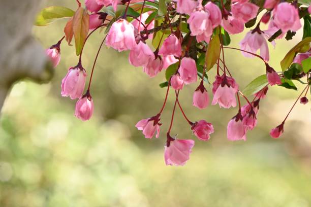 istock Flowering crabapple ( Malus halliana ) flowers. 1478230451