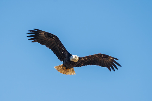 Eagle flying in the sky on Vancouver Island.