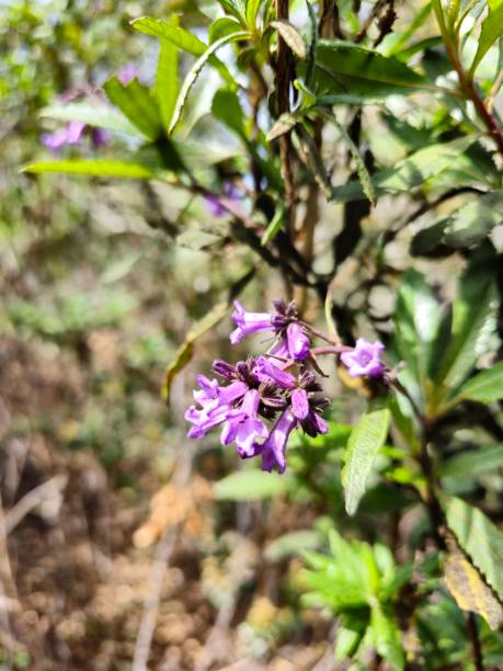 istock Little purple flowers on the trees 1478231675