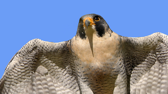 Peregrine Falcon in Flight on a blue sky in UK