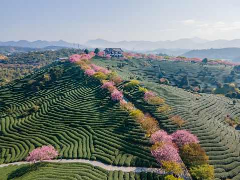 istock Aerial view of a tea garden mixed with cherry blossoms and tea trees 1478232541
