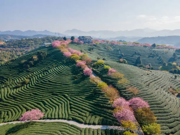 Photo of Aerial view of a tea garden mixed with cherry blossoms and tea trees