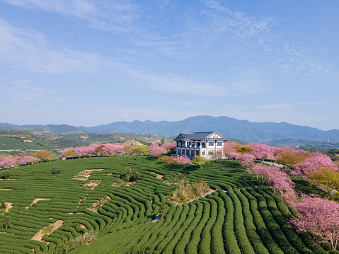 Aerial view of a tea garden planted with cherry blossoms
