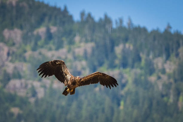 Soon Eagle Flying Eagle flying in the sky on Vancouver Island. prowling stock pictures, royalty-free photos & images