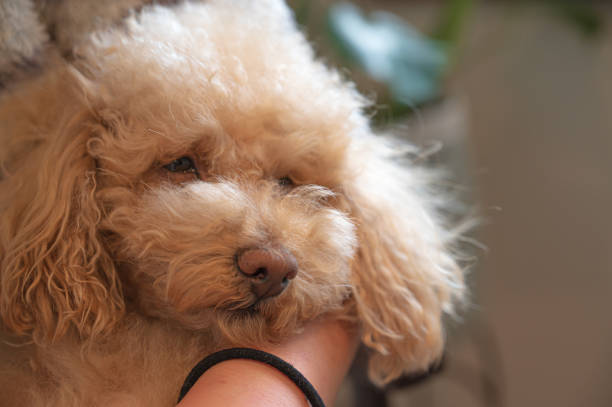 istock small toy poodle dog 1478235768