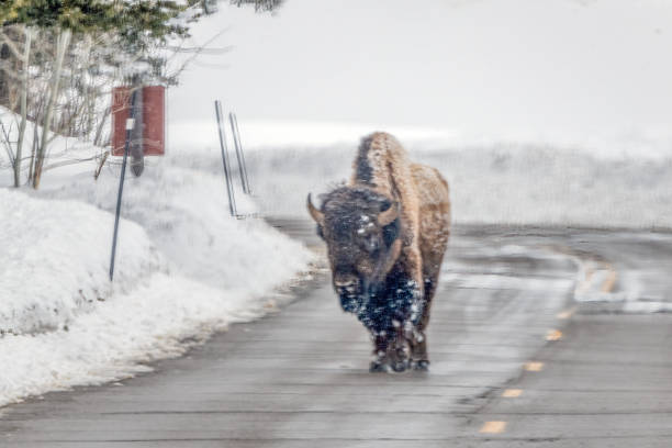 istock Older worn out bison (buffalo) bull walking slowly on Yellowstone highway 1478235924