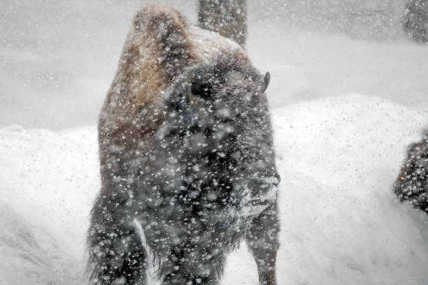 istock Bison close up in strong blizzard in Yellowstone National Park 1478235932