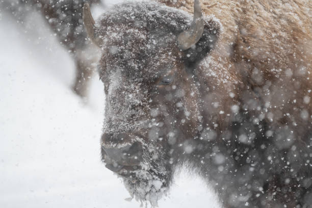 istock Bison close up in strong blizzard in Yellowstone National Park 1478235939