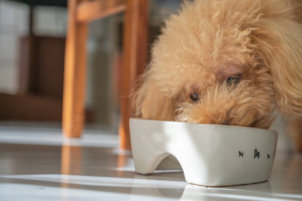 istock small toy poodle dog 1478236510