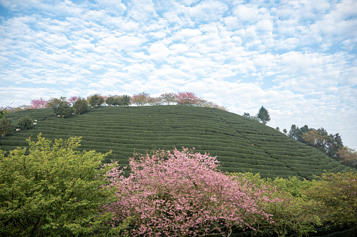 Cherry blossoms planted in tea garden in the valley