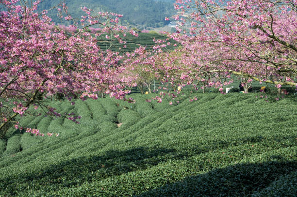 istock Cherry blossoms planted in tea garden 1478237706