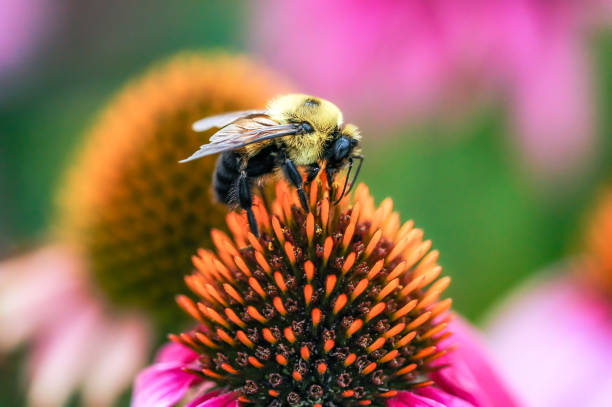 abeja en coneflower - bee macro insect close up fotografías e imágenes de stock