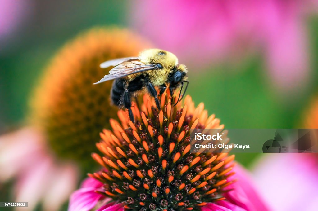 Bee on coneflower Bee Stock Photo