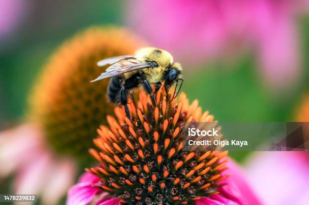 Bee On Coneflower Stock Photo - Download Image Now - Bee, Flower, Nature