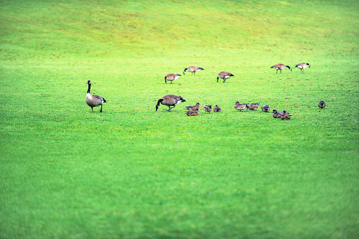 Duck family in the grass field