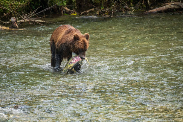 istock Grizzly Bear Catching Salmon 1478240048