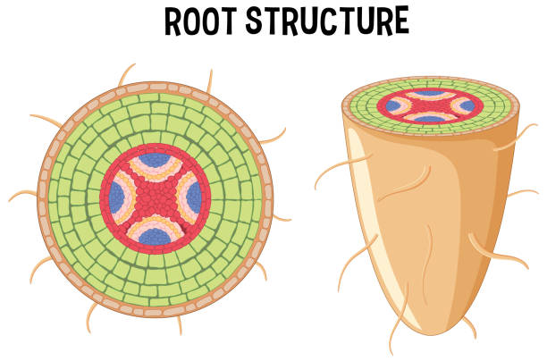 Internal structure of root diagram Internal structure of root diagram illustration vascular bundle stock illustrations