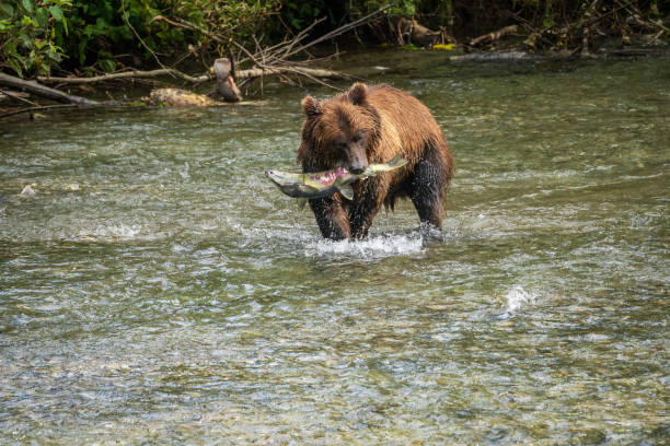 istock Grizzly Bear Catching Salmon 1478240380