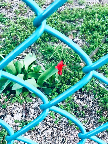 A red lily growing in an empty lot is viewed through a teal-colored chain link fence during spring in Hoboken, New Jersey.