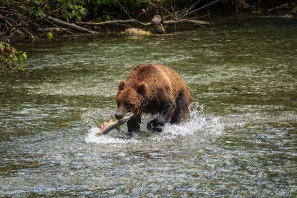 istock Grizzly Bear Catching Salmon 1478240538
