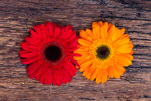 Red and Yellow Gerbera on wooden background