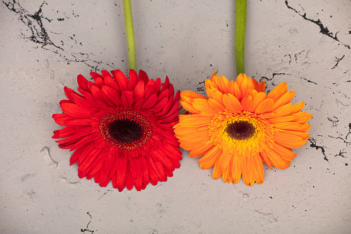 Red and Yellow Gerbera on gray background