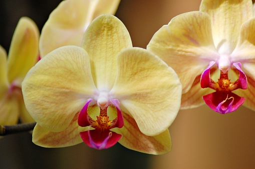 Phalaenopsis Orchid Flower, Bokeh Green Leaves Close up 
Taken: Can Tho city, Viet Nam