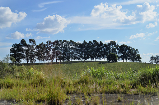 View of a row of Eucalyptus trees on the hill in sunny day
