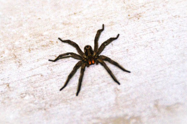 istock A Lycosa erythrognatha spider stagnant on the balcony 1478245851