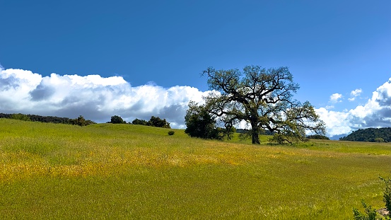 Hundred year old oak trees on rolling hills in Ojai California