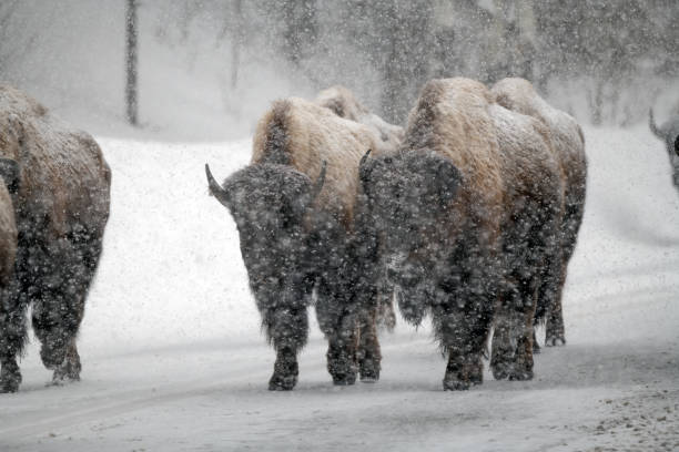 istock Bison close up in strong blizzard in Yellowstone National Park 1478247543
