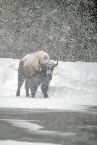 istock Winter worn out bison (buffalo) bull walking slowly on Yellowstone highway 1478247564