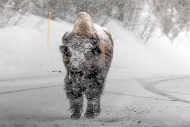 Bison close up in strong blizzard in Yellowstone National Park