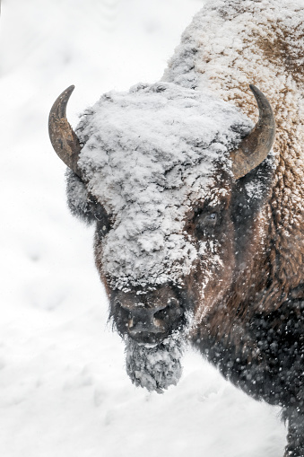 Bison (buffalo) struggling close up in strong blizzard in Yellowstone National Park in northwestern Wyoming, USA.
