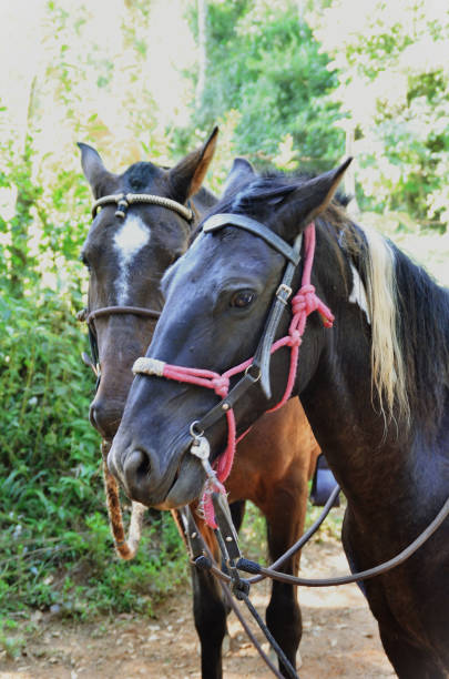 istock Harnessed horses participating in the ride 1478247670