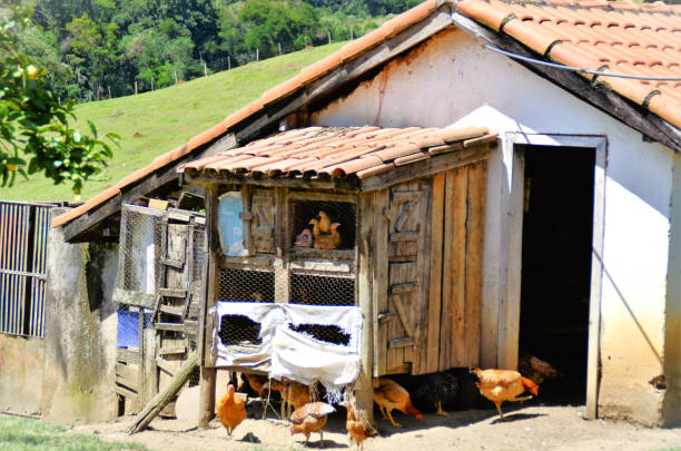 istock Chickens walking around the chicken coop in the backyard 1478247688