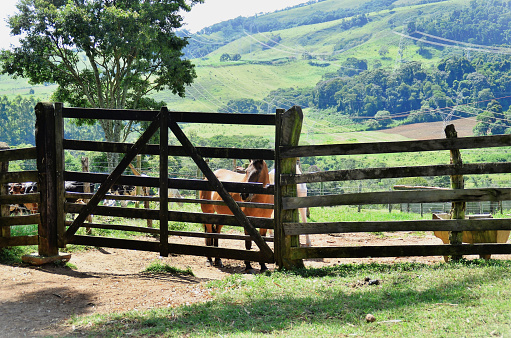 A brown horse looking through the fence at the farm on a sunny day