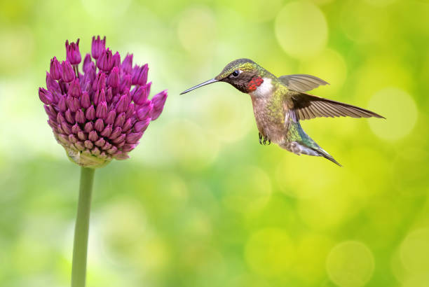istock Hummingbird hovering close to purple flowering plant 1478248749