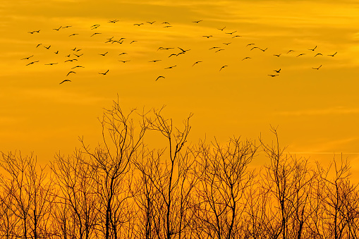 Flock of birds flying under the yellow sky over leafless trees