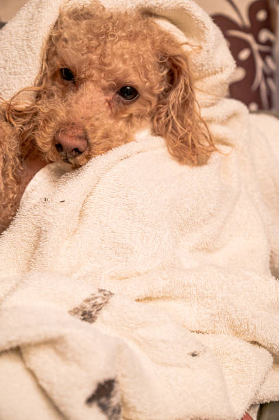 istock small cute toy poodle dog 1478250516