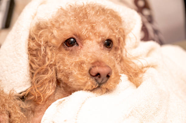 istock small cute toy poodle dog 1478250518