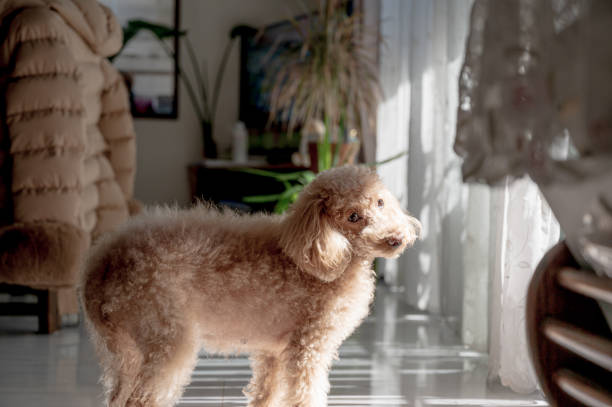 istock pretty toy poodle dog 1478250530