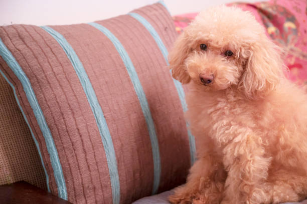 istock pretty toy poodle dog 1478250920