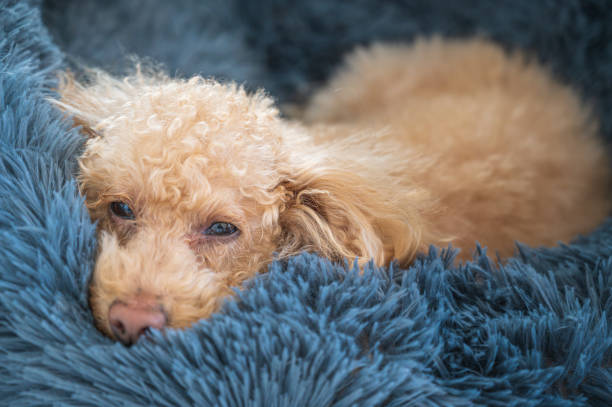 istock small cute toy poodle dog 1478251154